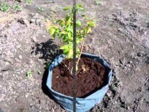 Коли садити садову лохину навесні