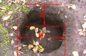 Посадка голубики весной