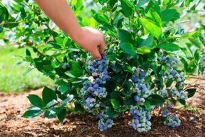 Догляд за лохиною в домашніх умовах