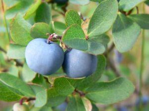 кролячий глаз